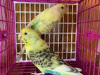 Recessive Pied Pair