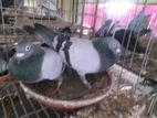 রেছার, রানিং পেয়ার