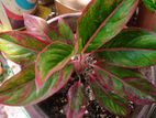 Red Agalonema, Snake plant গাছ for sale