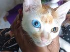 red and blue eyes cat pet