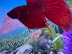 Red Beta Fish