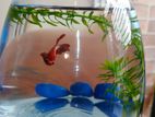 Red betta Female adult