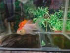 Red Cap Oranda