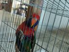 Red Cape Lory for sale