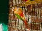 Red cheek Factor Pineapple conure (DNA & 2.5yrs+)