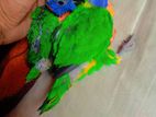 Red colerd and rainbow lorikeet baby