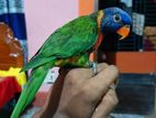 Red Collared Lorikeet
