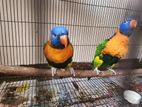 Red Coller Rainbow lory for sell