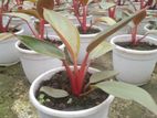 Red Congo Live Plants