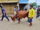 Red cow for sell