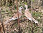 red cuital australian dove 2 pis male