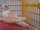 Red Diamond Dove