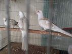 Red diamond dove for sell