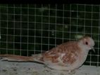 Red Diamond dove