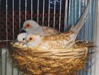 Red Diamond Dove (master Pair)
