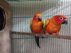 Red dominos sun conure running pair age 4 years DNA available