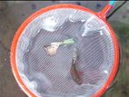 Red Dragon Dorsel Fish