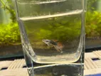 Red Dragon Guppy
