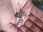 Red Dragon Guppy