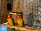 Red euwing opaline love bird