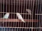 Red Eye Albino Bird