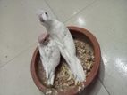 Red Eye Albino Cockatel Baby