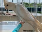 Red eye albino cockatiel for sell