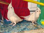 Red Eye Albino Cockatiel | লাল চোখের এলবিনো কোকাটেল