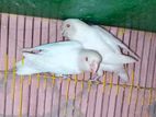 Red eye Albino Love Bird Breeding Pair