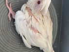 red eye albino tame size baby