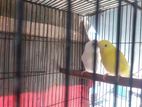 Red eye Budgerigar (Lutino Albino)