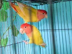 Red eye head lutino lovebirds