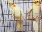 Red Eye Lutino cockatiel sell