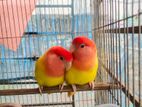 Red Eye Lutino Opaline Lovebird Pair