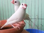 Red Eye White Java Running Pair