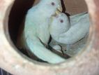 Red eyes albino running pair