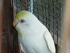 Red Eyes Budgies Female