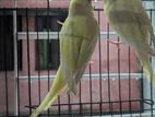 Red Eyes Lutino Budgie Bird