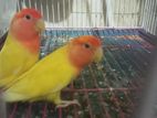 Red Eyes Lutino Lovebirds
