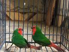 Red face parrot finch adults pair