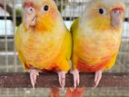 Red Face Sun Cheek Conure Adult pair