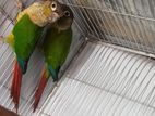 Red Factor Green Cheeck Conure