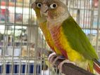 Red Factor Pineapple conure Adult bonded pair