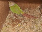 Red factor Pineapple Conure