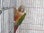 Red factor Pineapple Conure