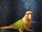 Red Factor Pineapple Conure (Male)