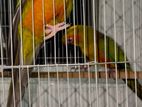 Red Factor Sun Conure baby ( age - 9 months)