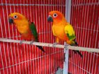 Red Factor Sun conure birds pair Fully Tame