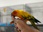 Red factor tame sun conure male