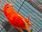Red factor × Love bird Adult Female